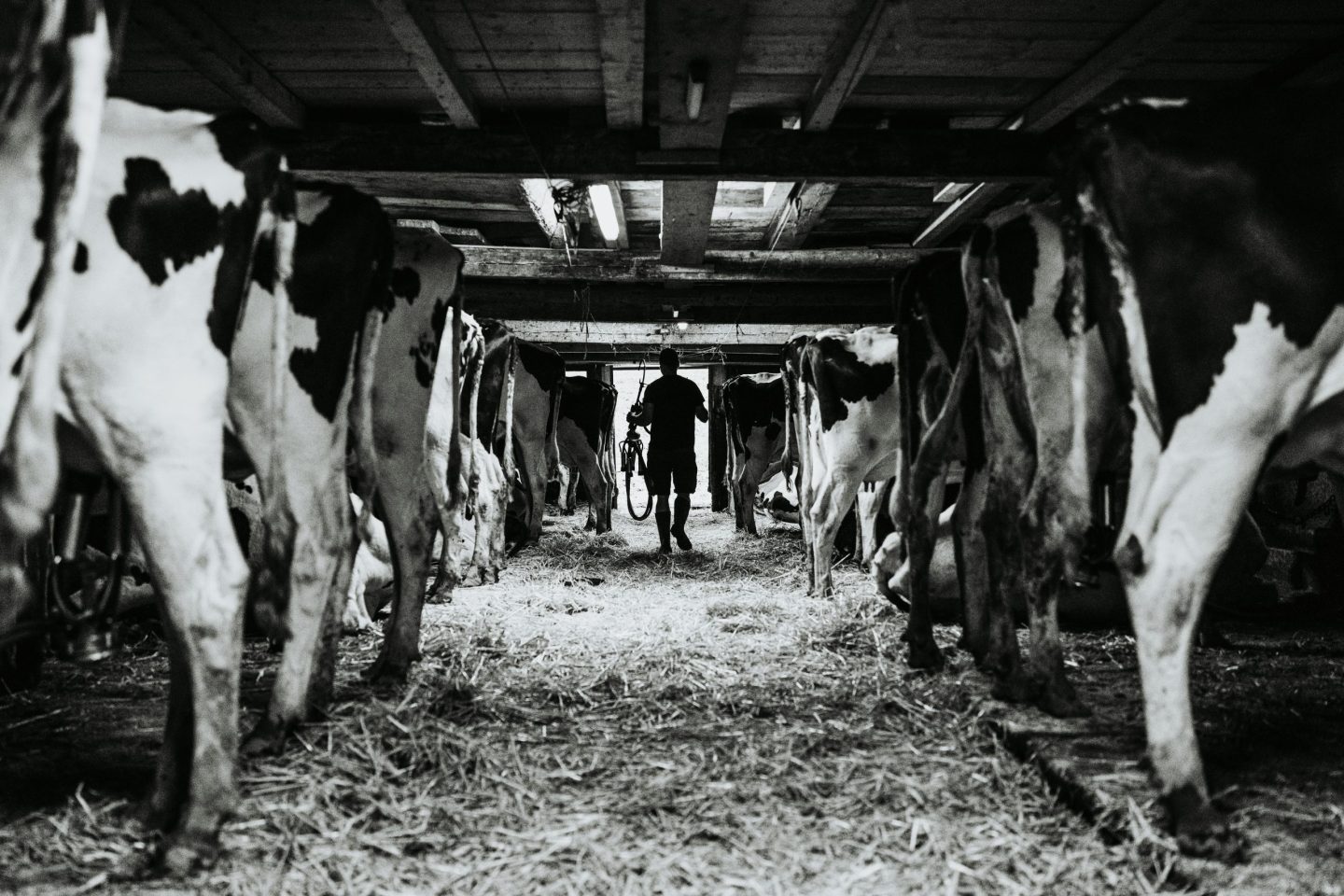 Fabrication fromage Favre Veveyse